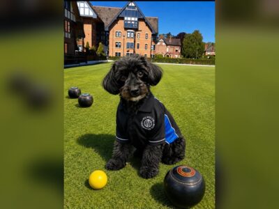 wcc-bowls-dog-v2